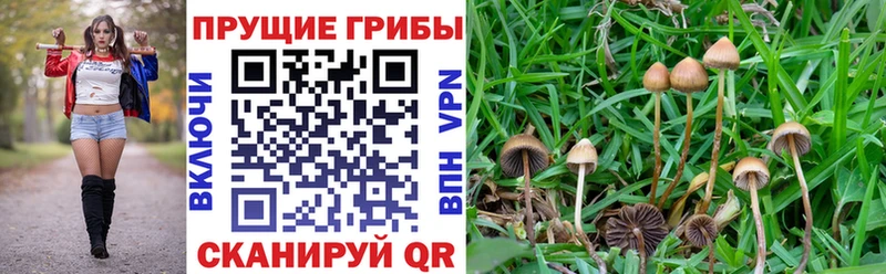 Псилоцибиновые грибы MAGIC MUSHROOMS  Майкоп 
